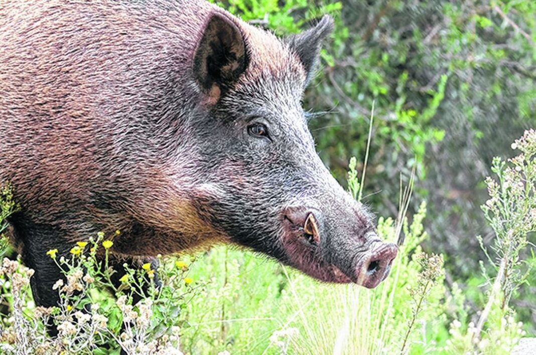 Video o fotografía que muestra un jabalí en la meseta patagónica, cerca del lago Buenos Aires en Santa Cruz.